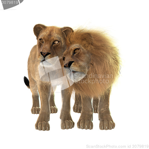 Image of Lions in Love