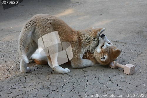 Image of Akita Inu