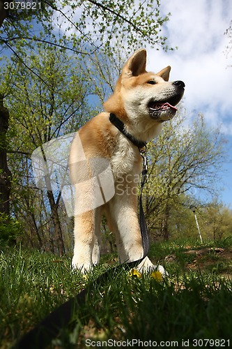 Image of Akita Inu