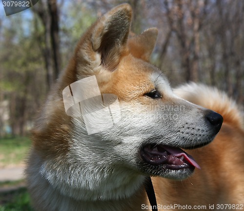 Image of Akita Inu