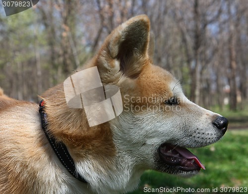 Image of Akita Inu