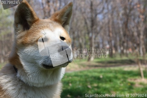 Image of Akita Inu