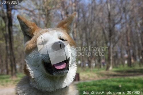 Image of Akita Inu