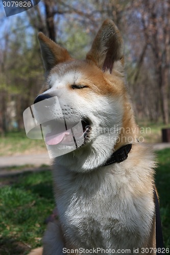 Image of Akita Inu