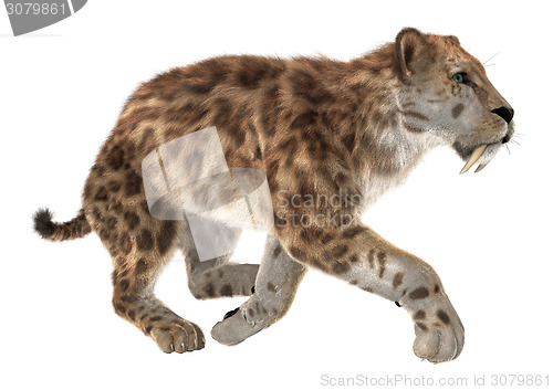 Image of Big Cat Smilodon