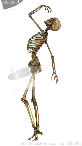 Image of Dancing Skeleton