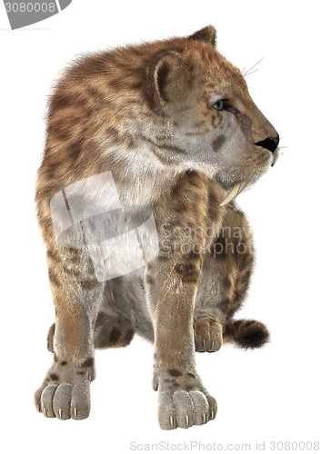 Image of Big Cat Smilodon