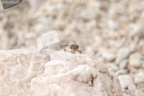 Image of Gecko lizard on rocks 