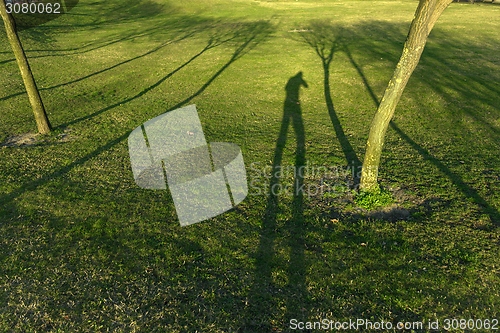 Image of Green Grass Field