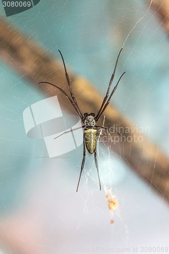 Image of Spider in her web