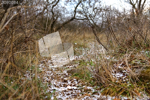 Image of Small Pathway going trough the park