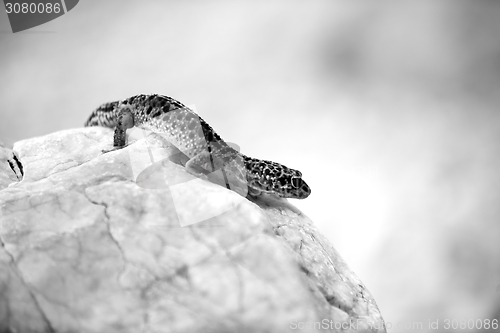 Image of Gecko lizard on rocks 