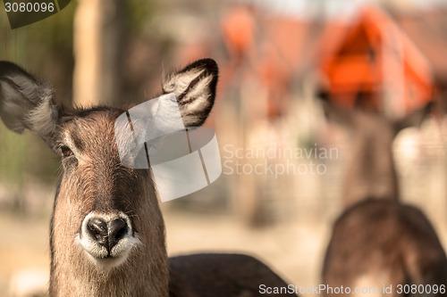 Image of Male antelope standing