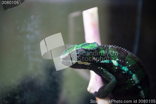 Image of Lizard on the rock