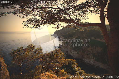 Image of sea landscape with pine