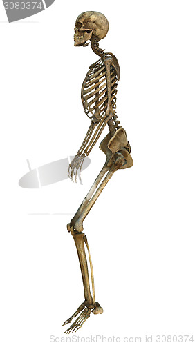 Image of Human Skeleton
