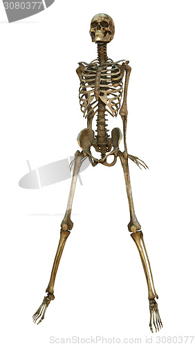 Image of Human Skeleton