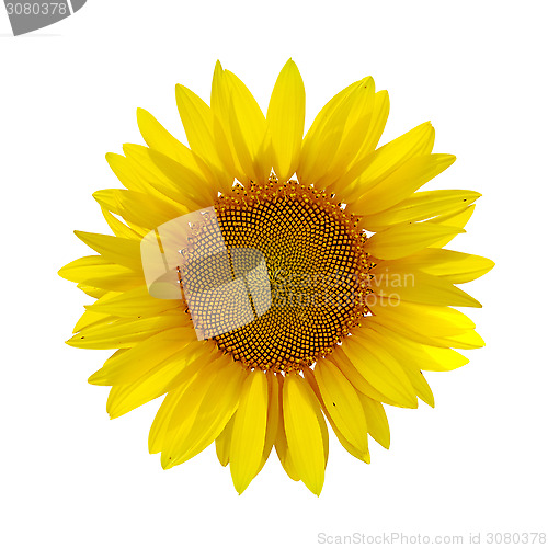 Image of sunflower on white