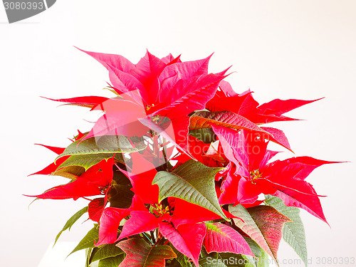 Image of Poinsettia Christmas star