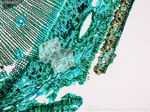 Image of Pine Wood micrograph
