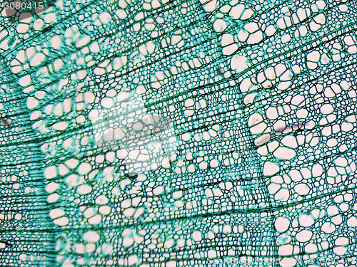 Image of Tilia stem micrograph