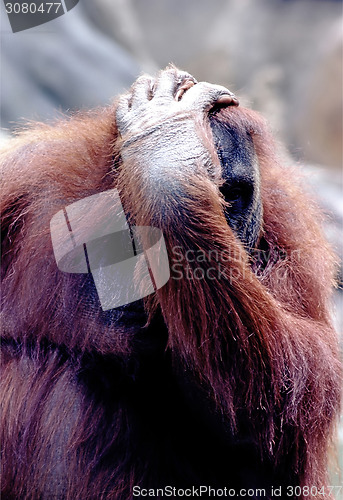 Image of Orangutan