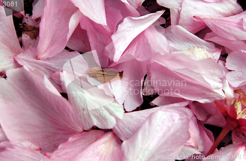 Image of Petals Texture