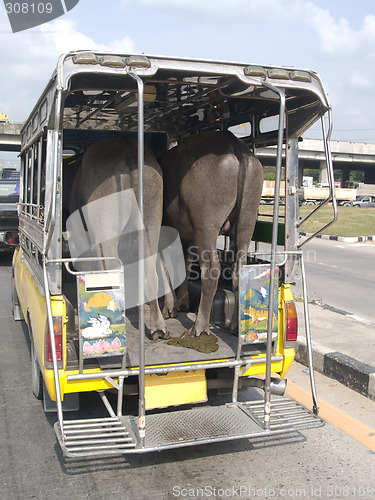 Image of Buffalo transport