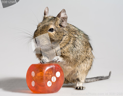 Image of funny hamster with big die block