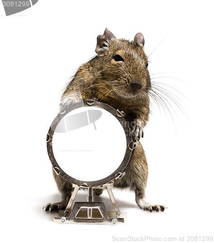 Image of small rodent with big drum