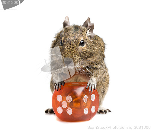 Image of small rodent with big dice cube