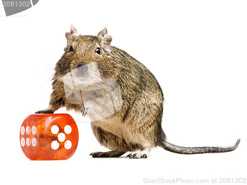 Image of funny hamster with big dice cube