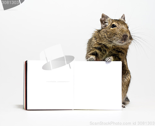 Image of cute degu rodent with blank poster in paws
