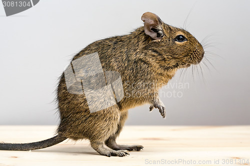 Image of degu rodent in profile