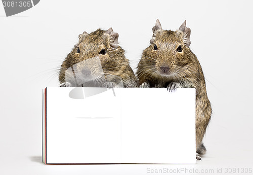 Image of two hamsters with blank poster in paws