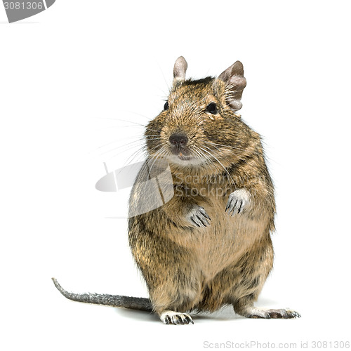 Image of degu rodent pet with tear in eye