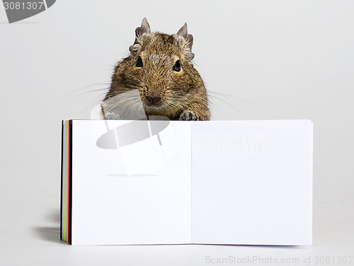 Image of funny hamster with blank poster in paws