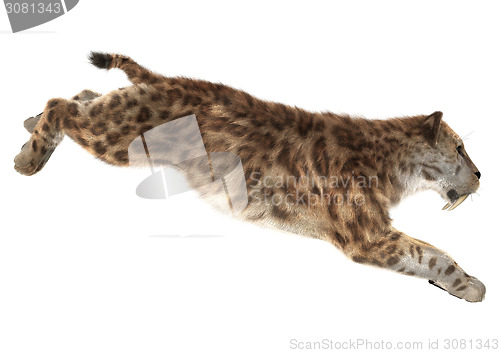 Image of Big Cat Smilodon