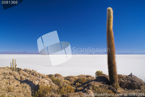 Image of Cactus by slat planes