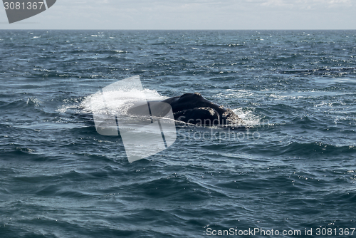 Image of Whale