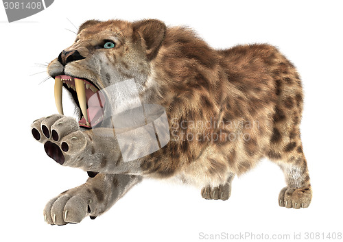 Image of Big Cat Smilodon