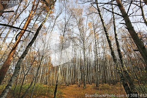 Image of autumn landscape 