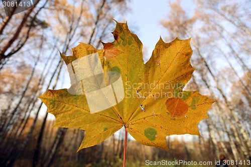 Image of Beautiful yellow maple 