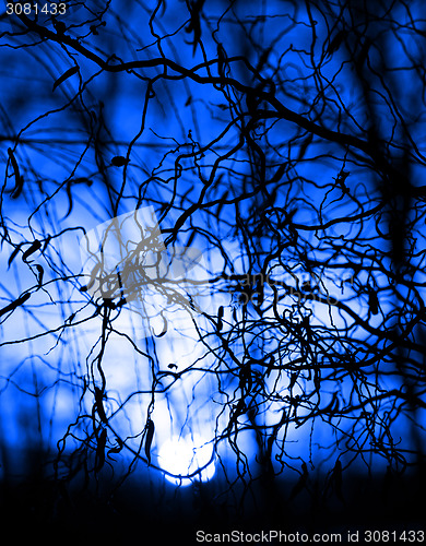 Image of Tree branches on dramatic sunset sky - blue tone