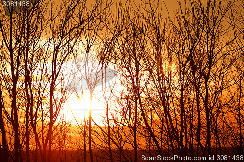 Image of Tree branches on dramatic sunset sky - abstract photo