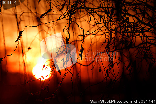 Image of Tree branches on dramatic sunset sky - abstract photo
