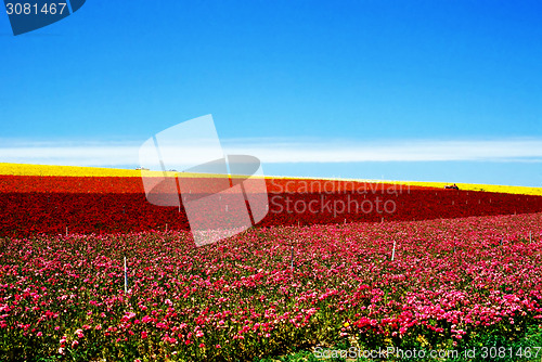 Image of Flower farm