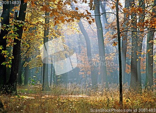 Image of Autumn forest