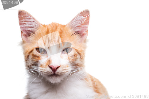 Image of Orange Kitten