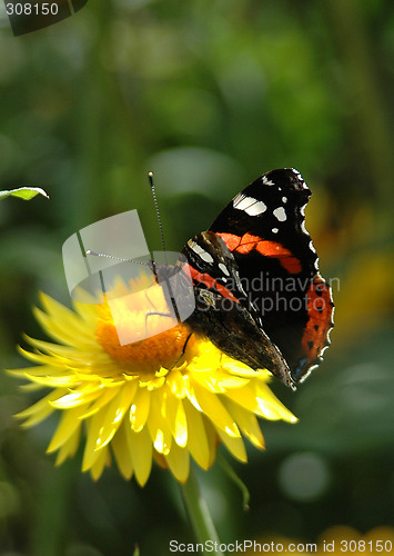 Image of Butterfly in Morning Light